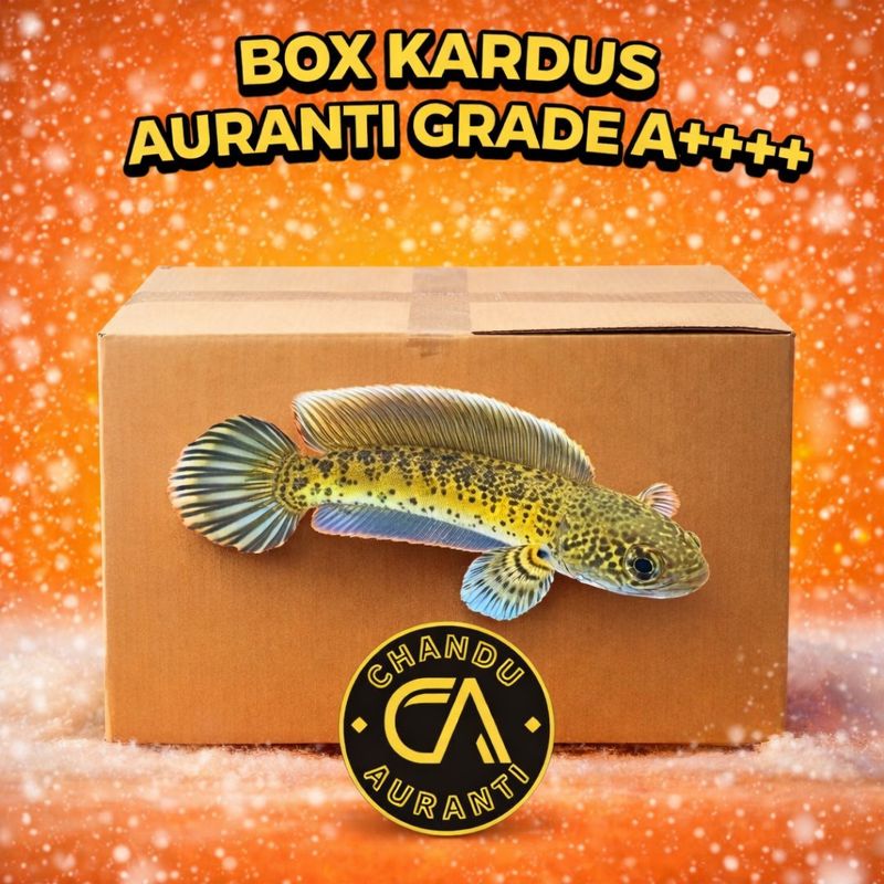 Channa Auranti Grade A Premium